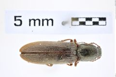 Foto (Dorsalansicht) von Sylvanelater cylindriformis (Herbst, 1806) (NHMW-ZOO-COL-0008293)